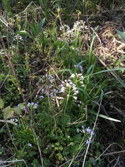 Cardamine pratensis