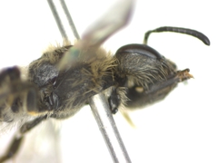 Andrena