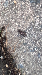 Chalcophora virginiensis