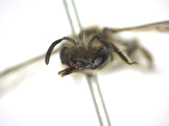 Andrena