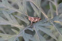Orthoptera