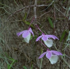Dendrobium aphyllum