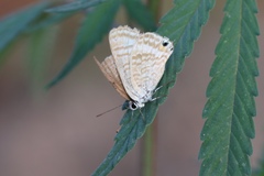 Lampides boeticus