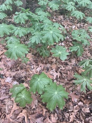 Podophyllum peltatum
