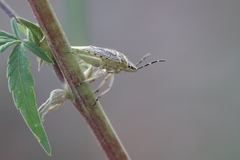 Heteroptera