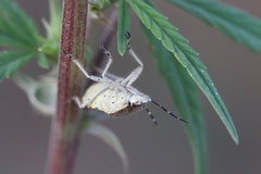 Heteroptera