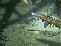 Fusigobius neophytus