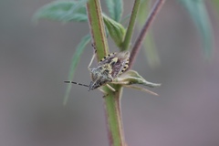 Heteroptera