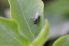 Diptera