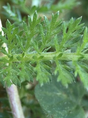 Achillea millefolium