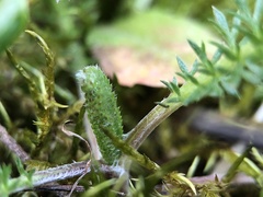 Achillea millefolium