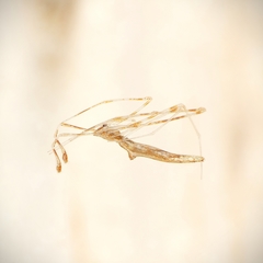 Rhomphaea affinis