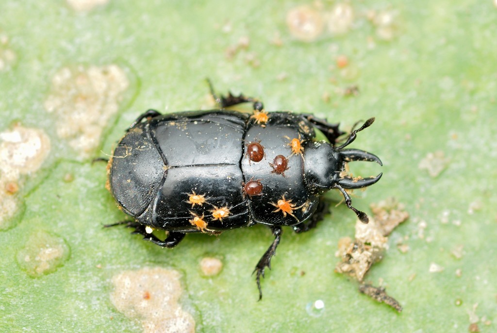 Iliotona