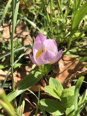 Tulipa saxatilis