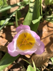 Tulipa saxatilis