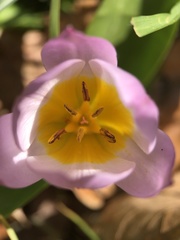 Tulipa saxatilis