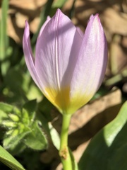 Tulipa saxatilis