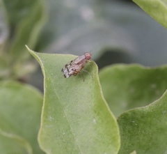 Diptera
