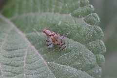 Diptera