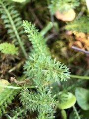 Achillea millefolium