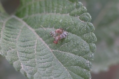 Diptera