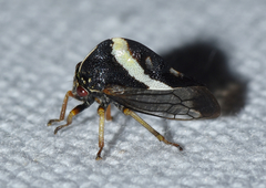 Smilia fasciata