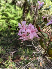 Rhododendron chapmanii