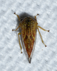 Cyrtolobus fenestratus