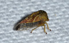 Cyrtolobus fenestratus