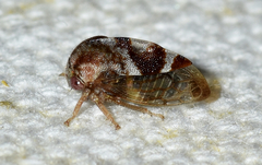 Cyrtolobus vau