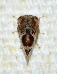 Cyrtolobus vau