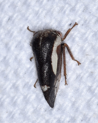 Ophiderma flavicephala