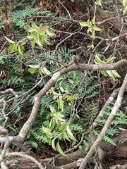 Dendropanax dentiger