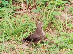 Turdus mandarinus