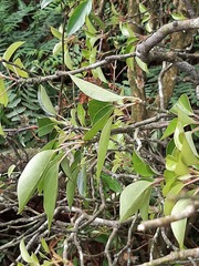 Dendropanax dentiger