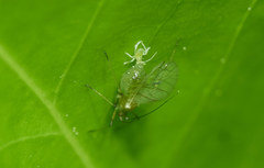 Acyrthosiphon