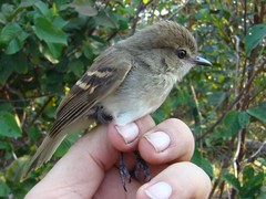 Cnemotriccus fuscatus