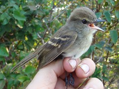 Cnemotriccus fuscatus