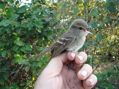 Cnemotriccus fuscatus