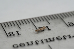 Phyllonorycter nipigon