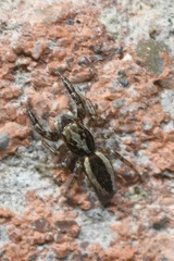 Pseudicius encarpatus