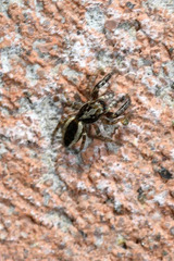 Pseudicius encarpatus