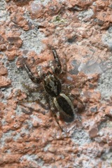 Pseudicius encarpatus