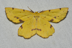 Xanthotype attenuaria