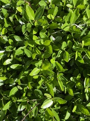 Forestiera segregata