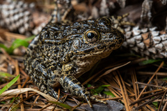 Lithobates sevosus