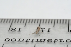 Phyllonorycter nipigon