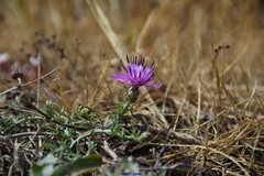 Centaurea limbata
