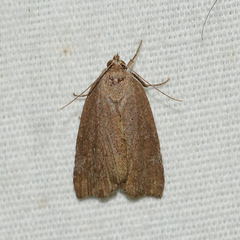 Cutina albopunctella
