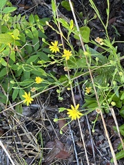 Pityopsis graminifolia image